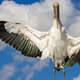 Image for article titled Photos: The beautiful birds that may soon be lost to climate change